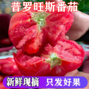 小时候的味道，香软沙瓤：3斤 科雅 普罗旺斯番茄
