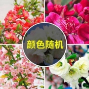 芳菇娘 海棠2年苗1棵 不含盆 品种随机