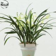 花沐澜  BK0001 观音素盆栽