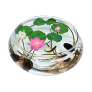 沁苑 碗莲20粒 玻璃盆 荷塘泥 水溶肥（16色混装）