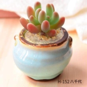 凯天·花航 H-139 八千代花盆套装