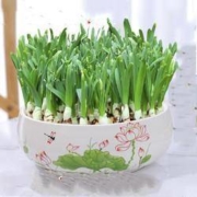 一宅一花 水仙花种球盆栽水养植物