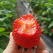 珍莓好 辽宁丹东99草莓头茬大果 3斤