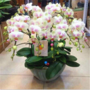 花无痕 蝴蝶兰花苗 欢笑