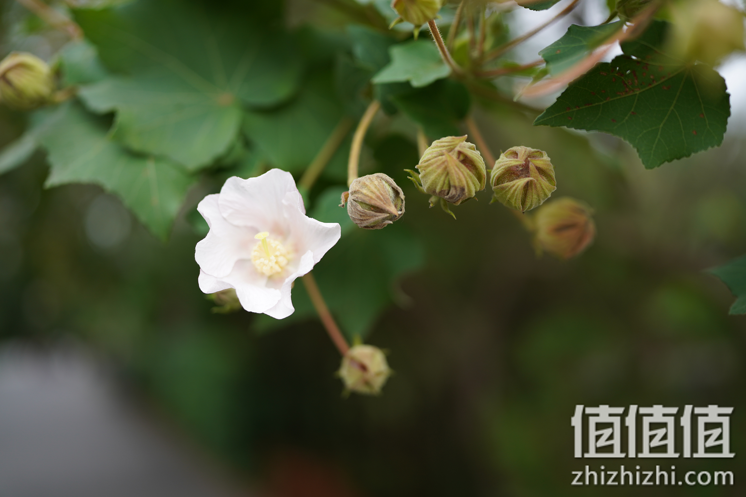 Tamron 腾龙 17-70mm f/2.8 (B070) APS-C画幅 标准变焦镜头实拍样张