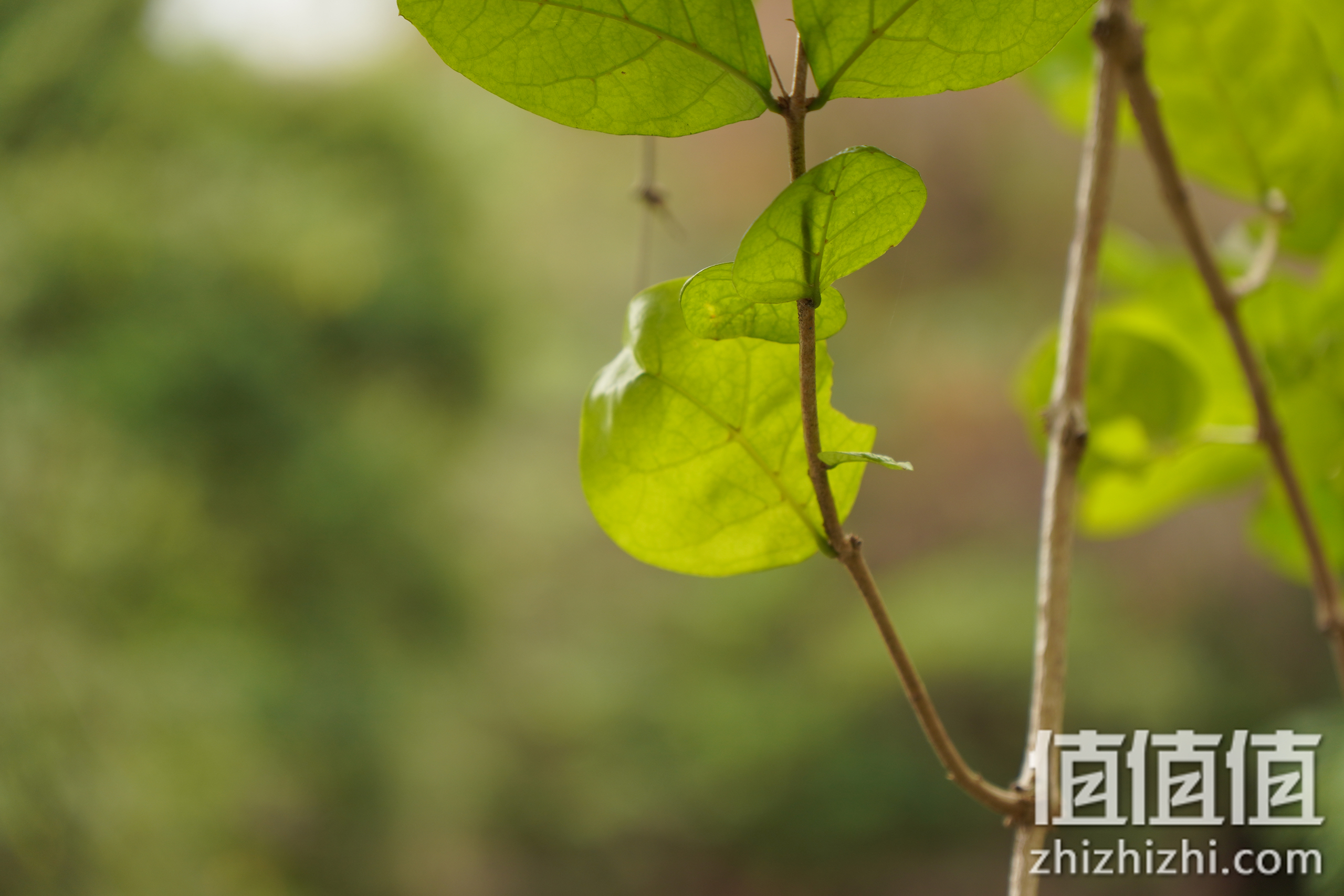 Tamron 腾龙 17-70mm f/2.8 (B070) APS-C画幅 标准变焦镜头实拍样张