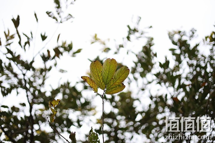 Canon EOS R+RF 50mm f/1.8 STM 样张
