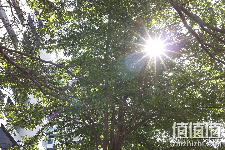 RF 50mm f/1.8 STM镜头抗耀光表现测试