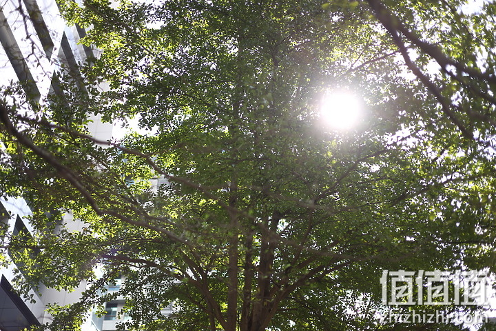 RF 50mm f/1.8 STM镜头抗耀光表现测试