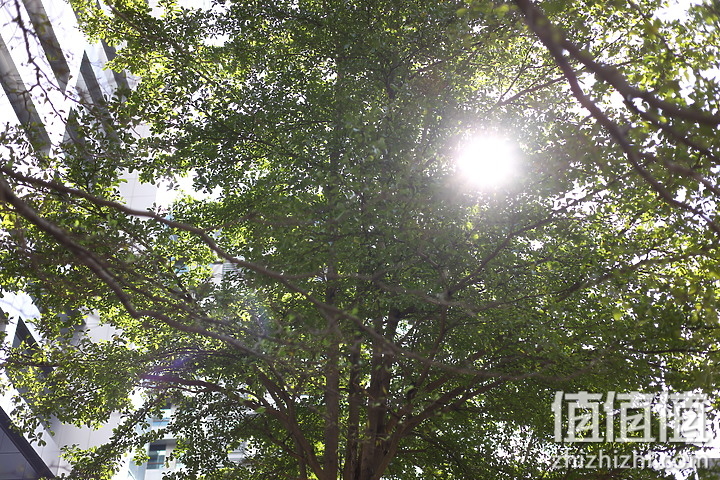 RF 50mm f/1.8 STM镜头抗耀光表现测试