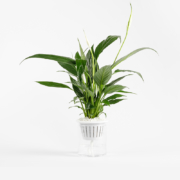 迷糊妞 水培植物虎皮兰 33-36cm 带自吸水盆