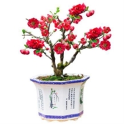 20日0点：春枝韵 海棠 三年苗（当年开花）