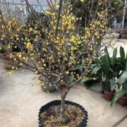 芳菇娘 蜡梅2年苗1棵 不含盆