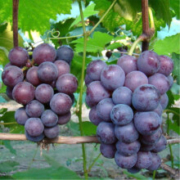 萌肉居  葡萄苗 葡萄树苗 红提 四年苗 60-69CM