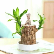 沁苑 巴西木水培植物 直径6cm