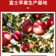 苏子富春 红富士苹果 净重9斤