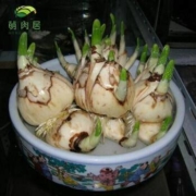 12点开始：萌肉居 1019 水培植物 塑料盆+2个水仙球