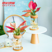 绿航绿萝 水培植物 室内绿植