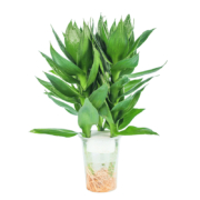 迷糊妞  节节高富贵竹5根