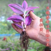 馥郁芳华  吊兰油画绿植盆栽