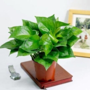 花知态 绿萝植物盆栽