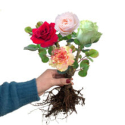 历史新低：千芳翠 嫁接玫瑰花苗盆栽 3年苗