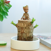 致荟树 巴西木水培植物 直径6cm（巴西木 暖白盆 格鲁特）