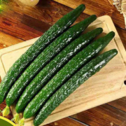 【顺丰包邮】现摘带刺长黄瓜新鲜蔬菜5斤
