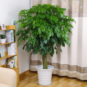 幸福树 公室绿植盆栽