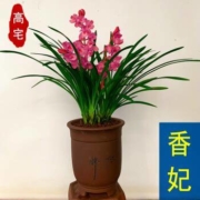 高宅 香妃绿植盆栽