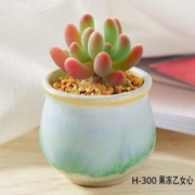 凯天·花航 果冻乙女心多肉植物盆栽