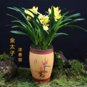 益绮椛  8-968 金太子植物盆栽