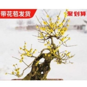 历史新低：享时佳  83016 海棠盆栽