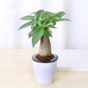 艺芯园 绿植盆栽 多款可选 带盆带土