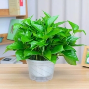 清晰绿植  绿萝+储水盆