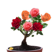 千芳翠  嫁接玫瑰花苗  四季开花  多色组合  3年苗