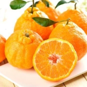 20点开始：鲜菓篮 不知火丑八怪 精选品 带箱5斤装