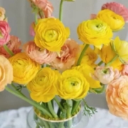 远方的花 年宵花 洋牡丹颜色随机4枝