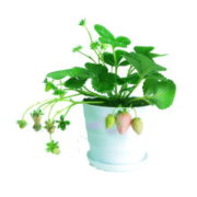 千芳翠   C白草莓苗  当年结果  5棵苗+5个盆套装