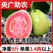 广西北流 红心芭乐 番石榴 9斤 单果3.4两