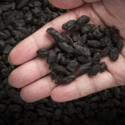大宝山名 8年勐海普洱陈化 茶化石碎银子 500g 铁盒装