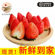 Plus会员：东方态美 丹东99草莓 净含量3斤