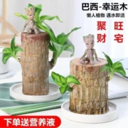 一名花匠 巴西木(7cm)+陶瓷盆+格鲁特