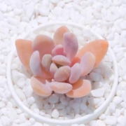轩林美 冬美人 多肉植物盆栽 (3-5cm)