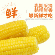 东北新鲜甜玉米新鲜速冻 10支