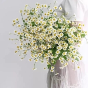 plus会员：远方的花 年宵花-洋甘菊 生活鲜花