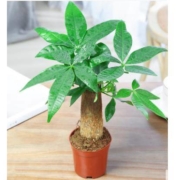 绘威 0816 发财树小盆栽植物