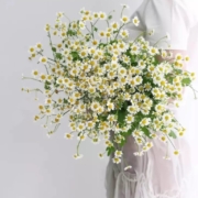 PLUS会员：远方的花 年宵花-洋甘菊 鲜花速递
