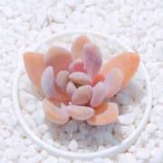 轩林美 冬美人 多肉植物盆栽 (3-5cm)