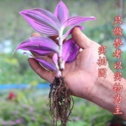 馥郁芳华 吊兰油画绿植盆栽